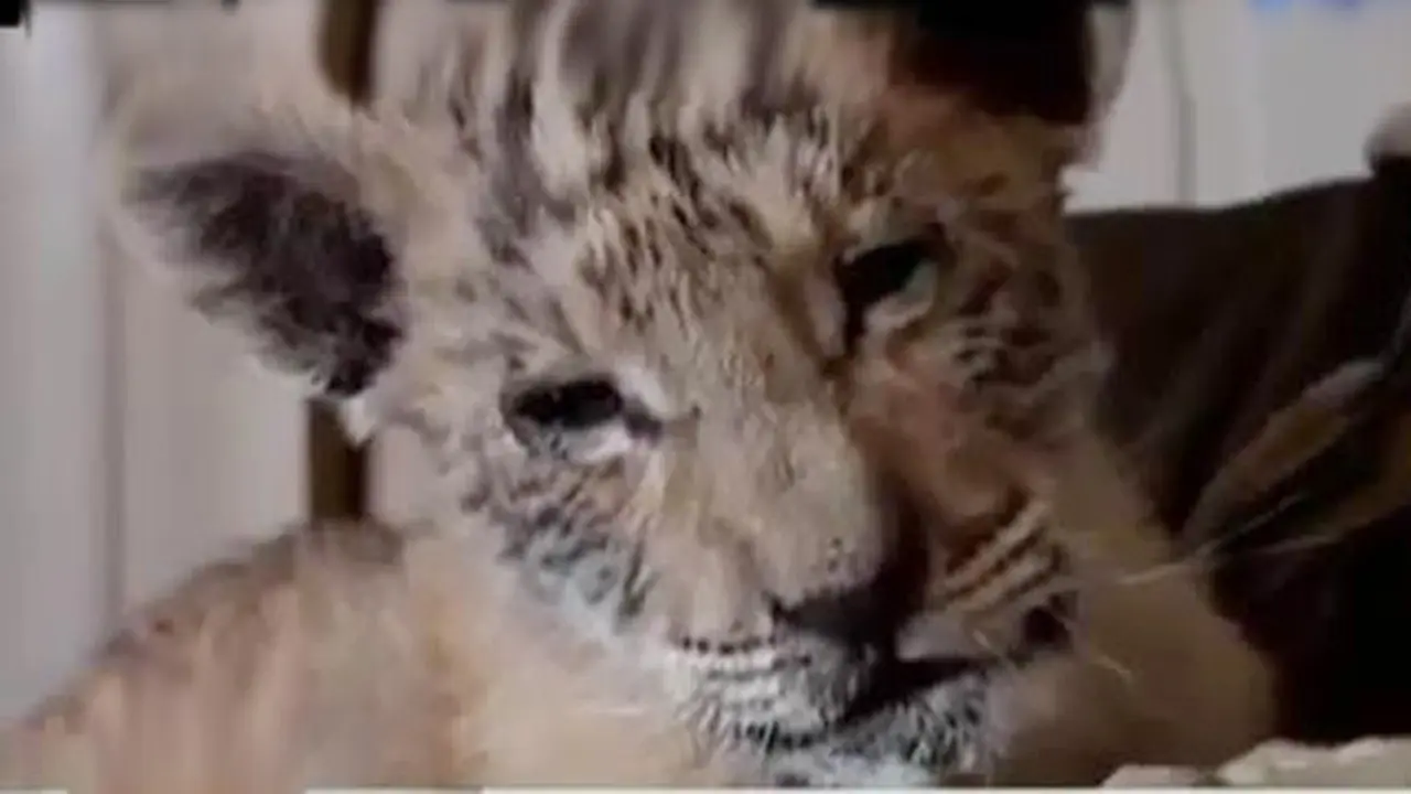 VIDEO : Tzar, Anak Persilangan Singa-Harimau Sirkus di Rusia