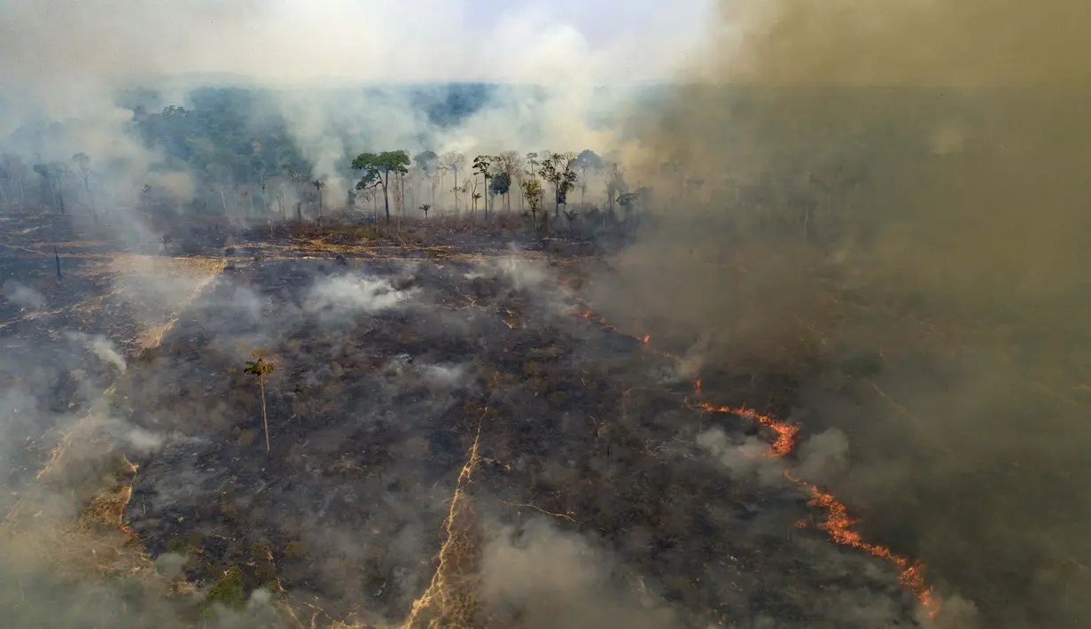 Api menghabiskan lahan yang baru-baru ini digunduli oleh peternak sapi di dekat Novo Progresso, negara bagian Para, Brasil, Minggu, (23/8/2020). Ahli lingkungan mengatakan bahwa Amazon telah kehilangan sekitar 17% dari wilayah aslinya. (AP Photo/Andre Penner)