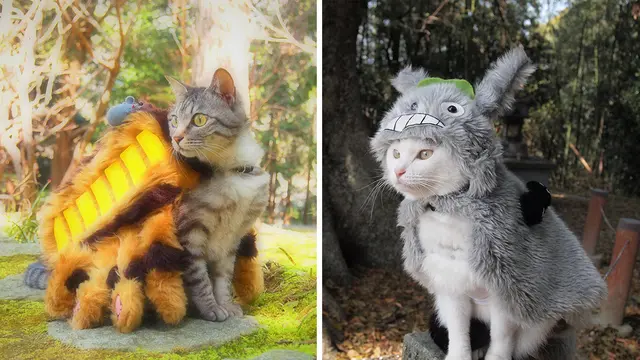 Lelaki Ini Buatkan Kostum Anime Untuk Cosplay Dua Kucingnya, Yuki dan Koyomi