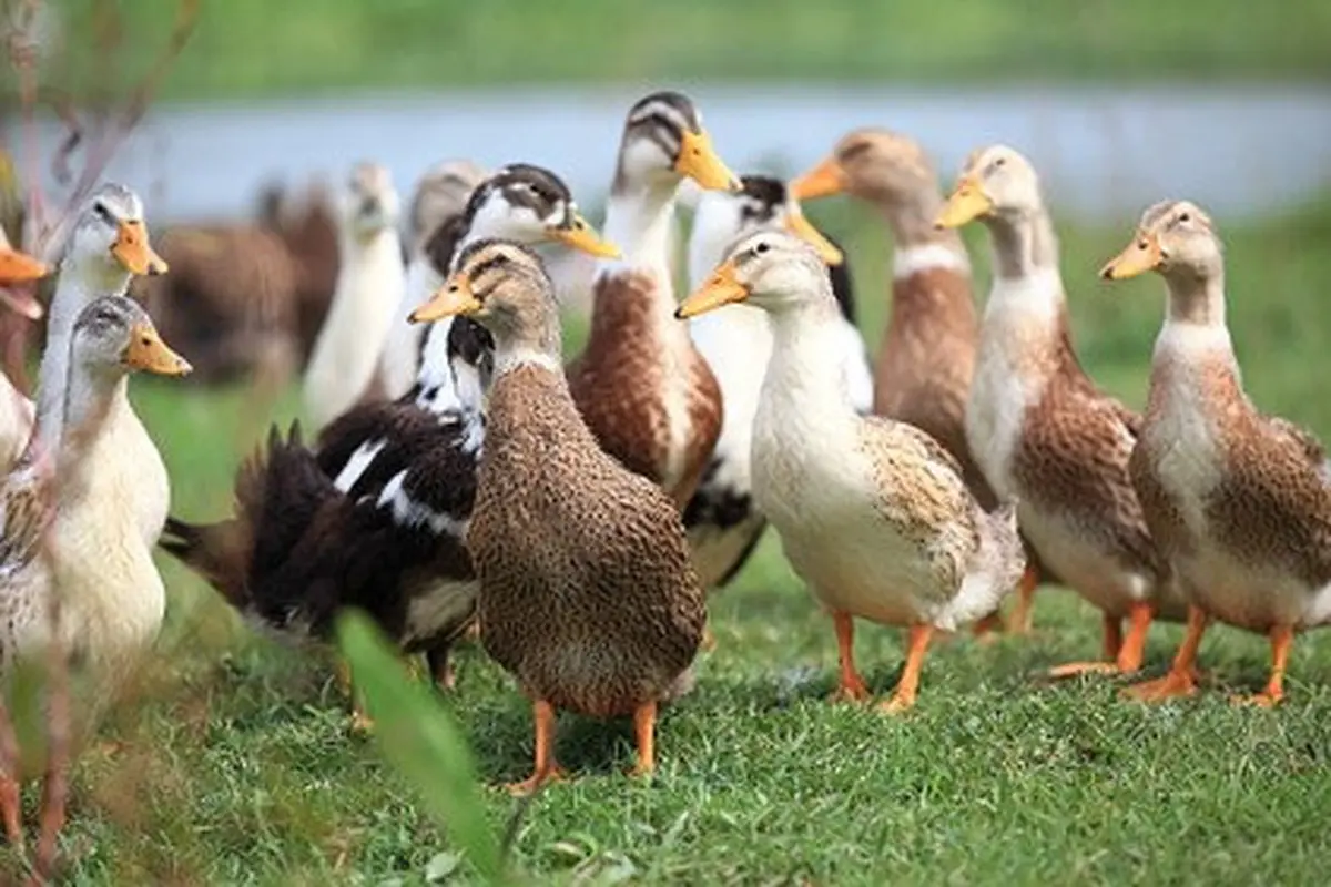 ilustrasi bebek.