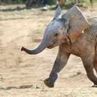 Gajah yang ingin bermain dengan burung ini terlihat menggemaskan