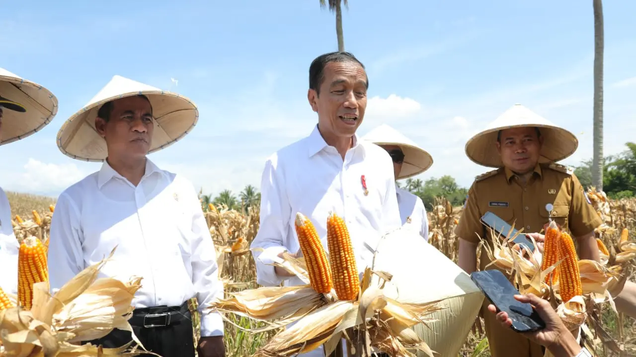 Harga Jagung dan Gabah Turun, Presiden Jokowi Minta Bulog Lakukan Penyerapan
