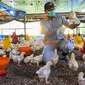Seorang pegawai pemerintah memeriksa anak ayam untuk mencari tanda-tanda infeksi flu burung di sebuah peternakan unggas di Darul Imarah, Kabupaten Aceh Besar, Provinsi Aceh, Kamis (2/32023). Dinas Peternakan Provinsi Aceh melakukan disinfektan, pemeriksaan kesehatan, dan monitoring ke sejumlah usaha peternak unggas dalam upaya pencegahan flu burung. (CHAIDEER MAHYUDDIN/AFP)