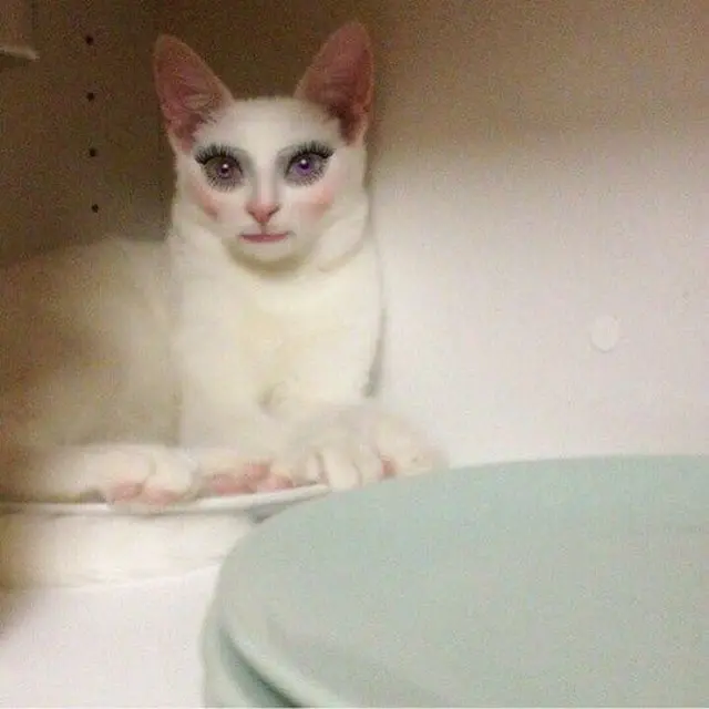 6 Potret Kucing Betina Pakai Filter HP Biar Cantik, Tampak Lucu