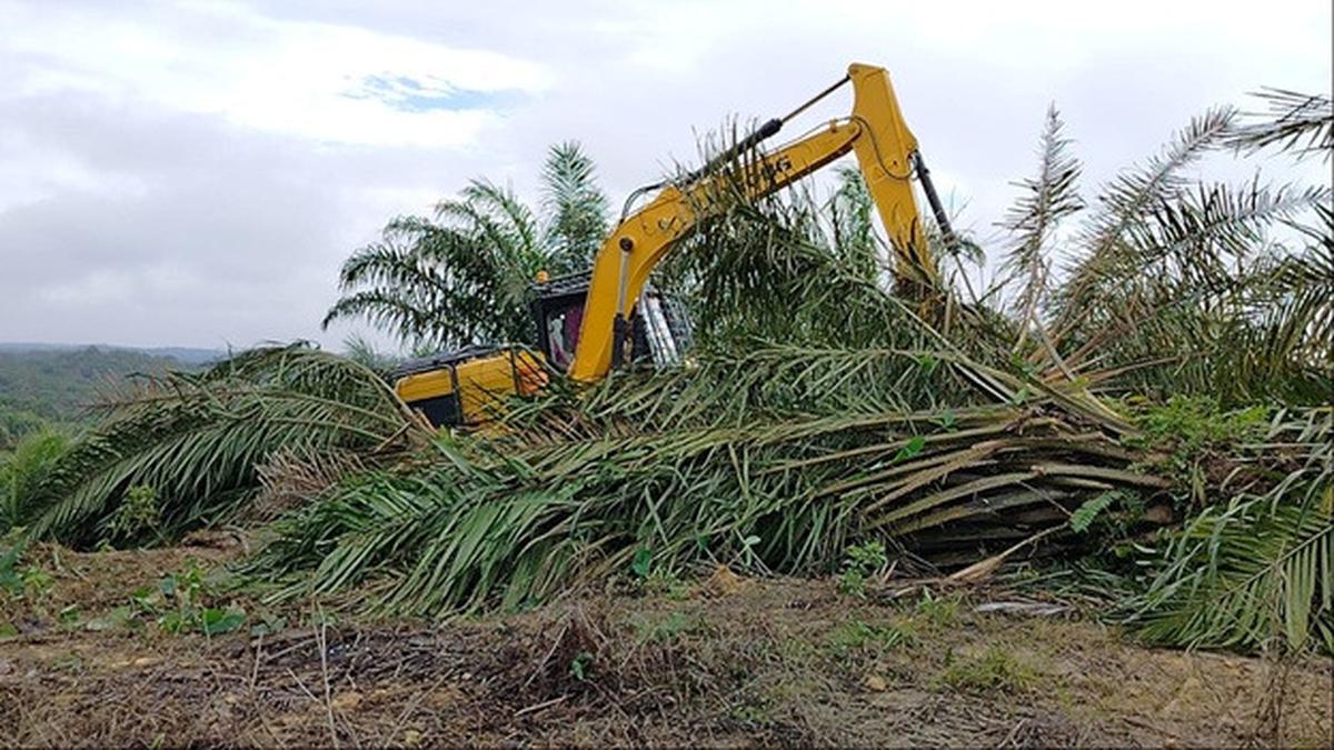 Pohon-Pohon Sawit di Lahan Taman Nasional Tesso Nilo Mulai Ditebang demi Pulihkan Lingkungan Hidup