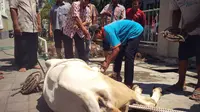 Dinas Kelautan dan Perikanan, Pertanian, dan Pangan Kota Tegal menggelar pelatihan penyembelihan hewan kurban kepada para takmir di Masjid Agung Kota Tegal.