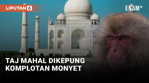 VIDEO: Kumpulan Monyet Serang Pengunjung Taj Mahal