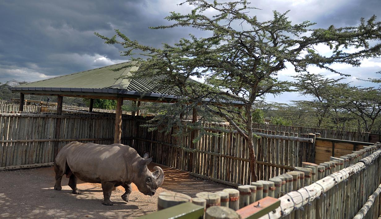 Aktivitas satu-satunya pejantan dari tiga badak putih terakhir di dunia bernama Sudan di Nanyuki, Kenya, 20 Desember 2009. Dengan meninggalnya Sudan, kini tersisa dua badak putih betina di dunia. (Tony KARUMBA/AFP)