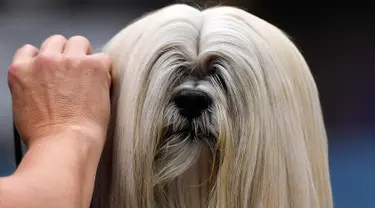 Seekor anjing bersiap untuk mengikuti kompetisi Dog Show di Dortmund, Jerman, (13/10). Kompetisi ini akan berlangsung sampai 15 Oktober 2017. (AP Photo / Martin Meissner)