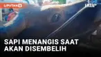 Akan Disembelih, Sapi Kurban di Masjid Al Hadhonah Balige Toba Teteskan Air Mata