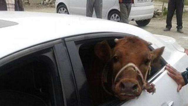 Kumpulan Potret Mobil yang Disulap Jadi Angkutan Hewan Ternak (ist)