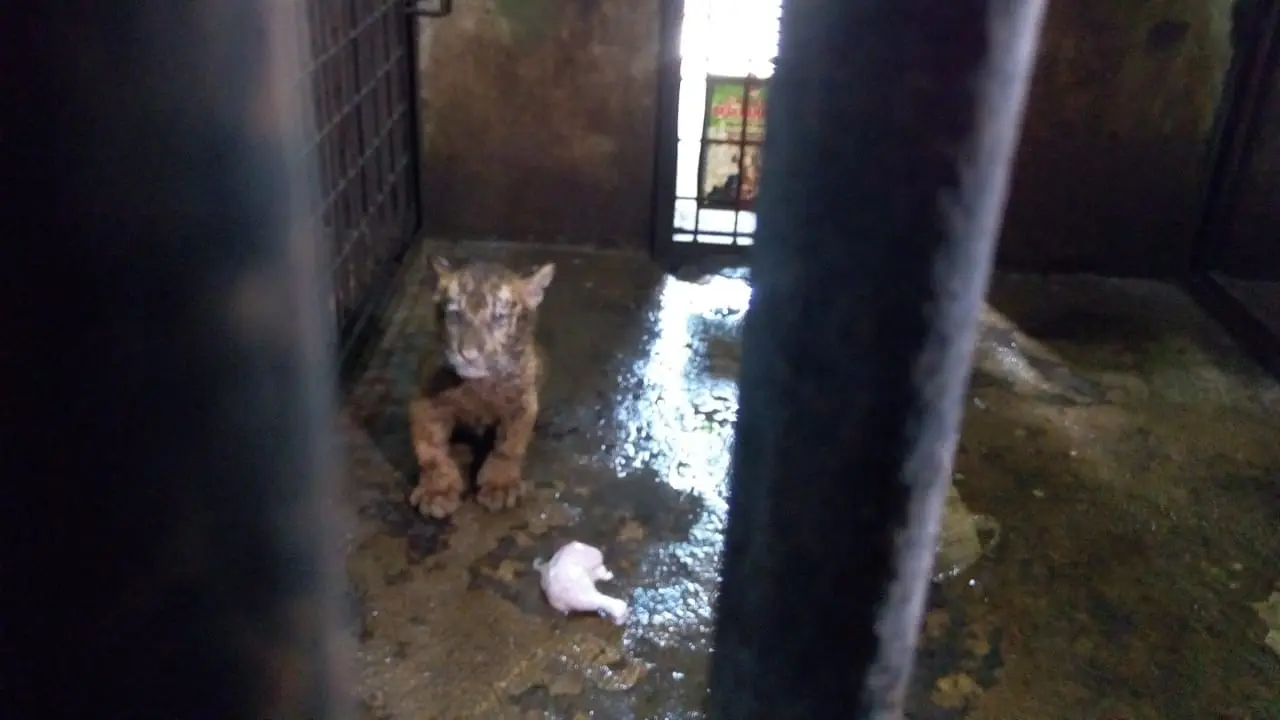 Bayi harimau Benggala lahir di Serulingmas, Banjarnegara dan dinamai Darmi. (Foto: Liputan6.com/Rudal Afgani)