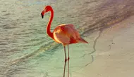 Turis Kanada Divonis Bersalah Usai Curi Flamingo dari Hotel Las Vegas