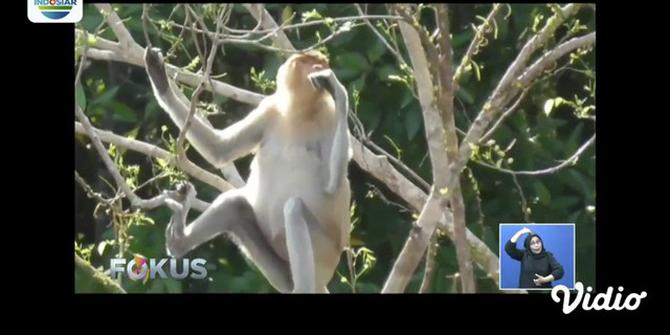 VIDEO: Kunjungi Habitat Asli Bekantan, Primata Asal Kalimantan Timur