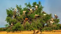 Kambing di Maroko Hobi Gelayutan di Pohon, Jangan Tanya Mengapa