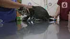 Petugas mempersiapkan operasi sterilisasi kucing di Klinik Hewan, kawasan Tebet, Jakarta, Senin (21/9/2020). Kegiatan itu dalam rangka menyambut Hari Rabies Sedunia (World Rabies Day) pada 28 September 2020 mendatang dan untuk menekan pertambahan populasi kucing liar. (Liputan6.cm/Herman Zakharia)