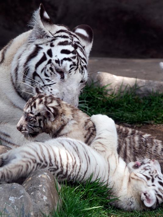 Gambar Anak Harimau Putih Lucu