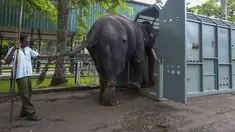 Mahout Sri Lanka, Upul Jayaratne, memandu Muthu Raja di dalam kandang selama aklimatisasi menjelang relokasi ke Thailand, di Kebun Binatang Dehiwala, Kolombo, pada 23 Juni 2023. (Ishara S. KODIKARA / AFP)
