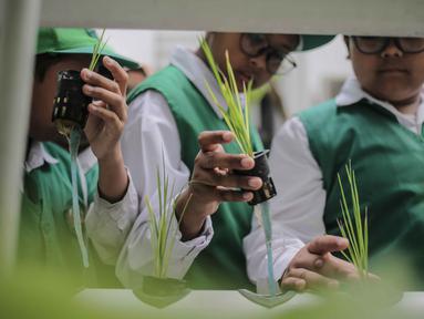 Berita Tanaman Hidroponik Hari Ini Kabar Terbaru Terkini