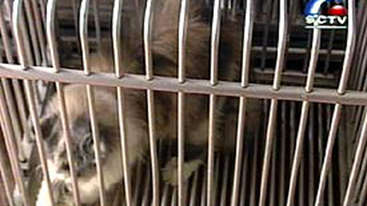Memelihara Kucing Persia Menghasilkan Uang