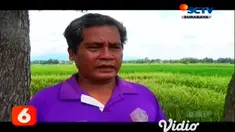 Lahan pertanian padi di Madiun, Jawa Timur. yang kini dalam kondisi siap panen, diserang hama wereng coklat. Petani di daerah tersebut terancam mengalami kerugian dan hama wereng coklat tersebut menyerang tanaman padi sehat sepekan terakhir.