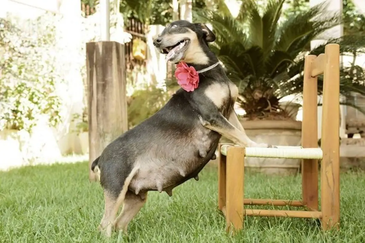 Gemas! Anjing hamil ini berpose layaknya model
