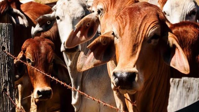 Daging Sapi dari Australia Dijamin Halal dan Bergizi - Lifestyle ...