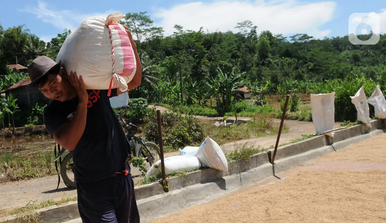 Buruh tani membawa karung berisi gabah di kawasan Tanjung Sari, Kabupaten Bogor, Jawa Barat, Senin (14/3/2022). Sejak sepekan terakhir, harga gabah kering giling di tingkat petani naik dari Rp 4.400 menjadi Rp 4.600 per kilogram. (merdeka.com/Arie Basuki)
