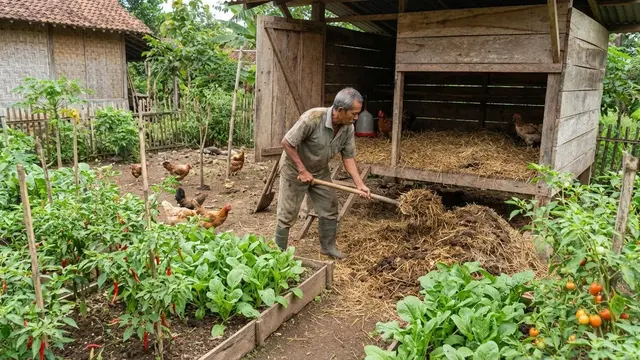 Memanfaatkan Kotoran Ayam untuk Kebun Rumahan