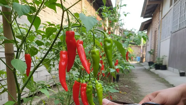 Cara mengendalikan lalat buah (Foto: Gemini AI)