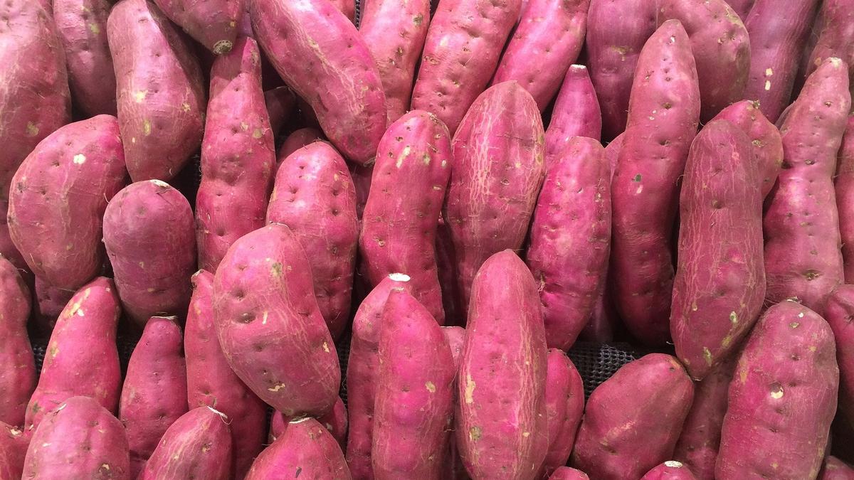 Cara Merebus Ubi Ungu untuk Diet, Camilan Sehat dan Kaya Nutrisi