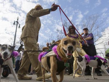 Sejumlah anjing mengikuti Mystic Krewe parade anjing di New Orleans , Louisiana, (31/1). Parade ini dipadati oleh pengunjung yang ingin melihat atraksi dari anjing - anjing tersebut. (REUTERS / Lee Celano)