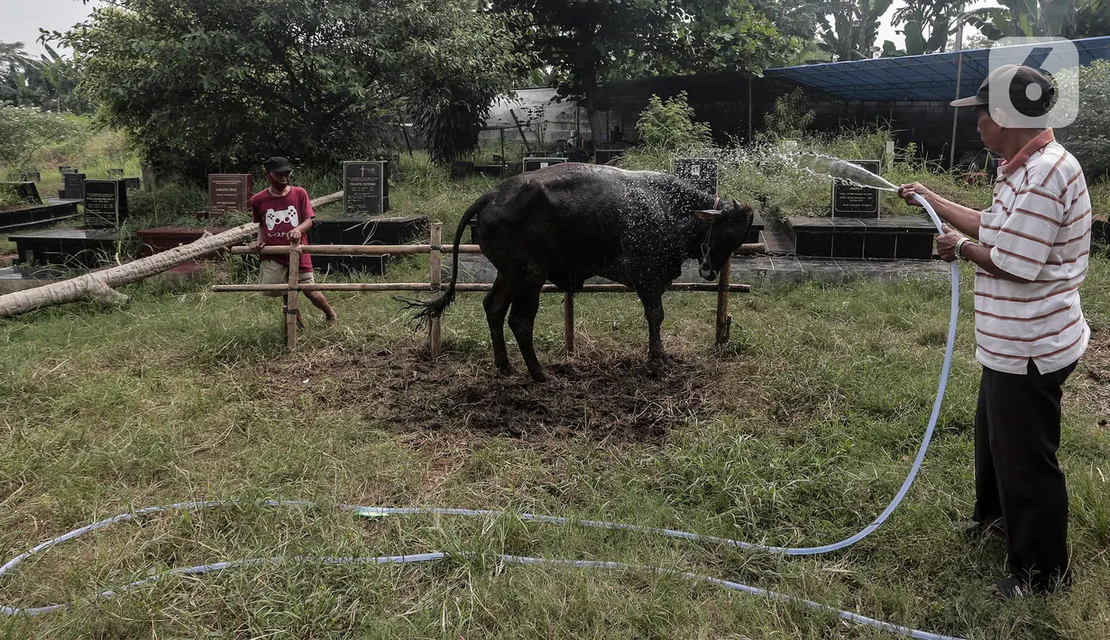 Penjual hewan kurban melakukan aktivitas di area pemakaman Tionghoa, Tanah Kusir, Jakarta, Selasa (21/7/2020). Jelang Idul Adha, pedagang mengaku menyediakan hewan kurban untuk dijual hanya setengah dari tahun sebelumnya karena sepinya minat pembeli di tengah Covid-19. (Liputan6.com/Johan Tallo)