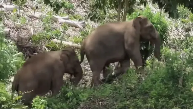 Gajah liar di Lampung