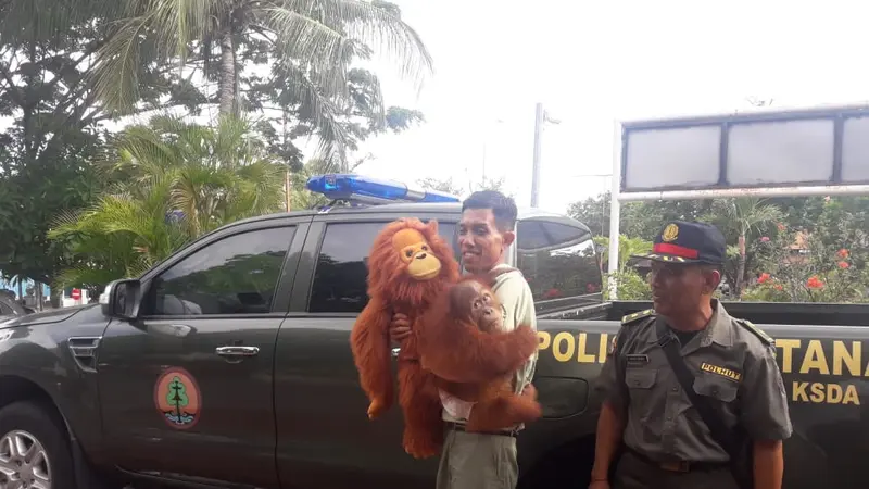 Bonbon Bayi Orang Utan Langka Dipulangkan ke Asalnya