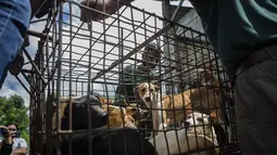 Humane Society International (HSI), kelompok advokasi kesejahteraan hewan, bekerja sama dengan Animal Friend Manado Indonesia (AFMI) membebaskan 21 anjing dan 3 kucing dari rumah potong hewan untuk mengurangi konsumsi daging anjing. (AP Photo/Mohammad Taufan)