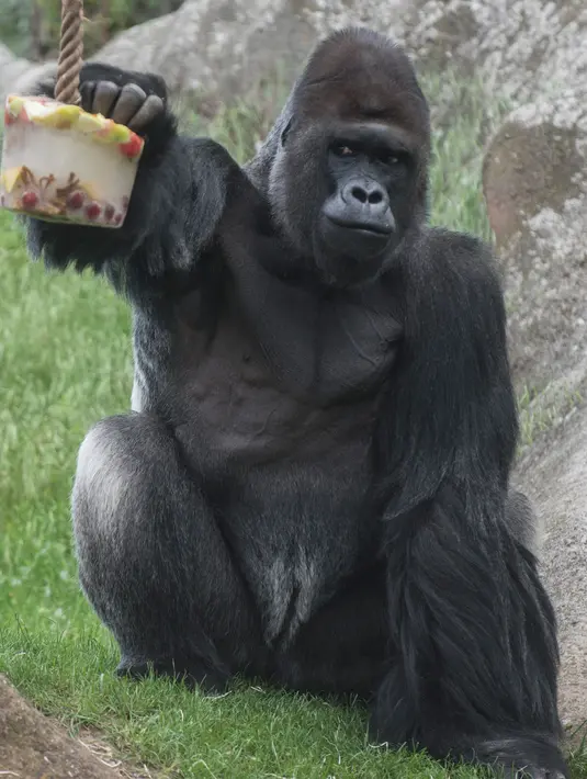 Richard, gorila dataran rendah barat, memakan es krim berisi buah-buahan beku di kandang mereka di Kebun Binatang Praha, Republik Ceko, Kamis (6/6/2019). Pengelola kebun bintangan memberikan es krim untuk sejumlah satwa  lantaran wilayah tersebut tengah dilanda cuaca panas. (Michal Cizek / AFP)