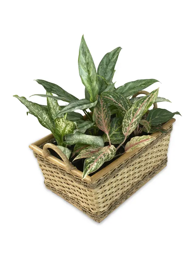 Jenis-jenis aglaonema