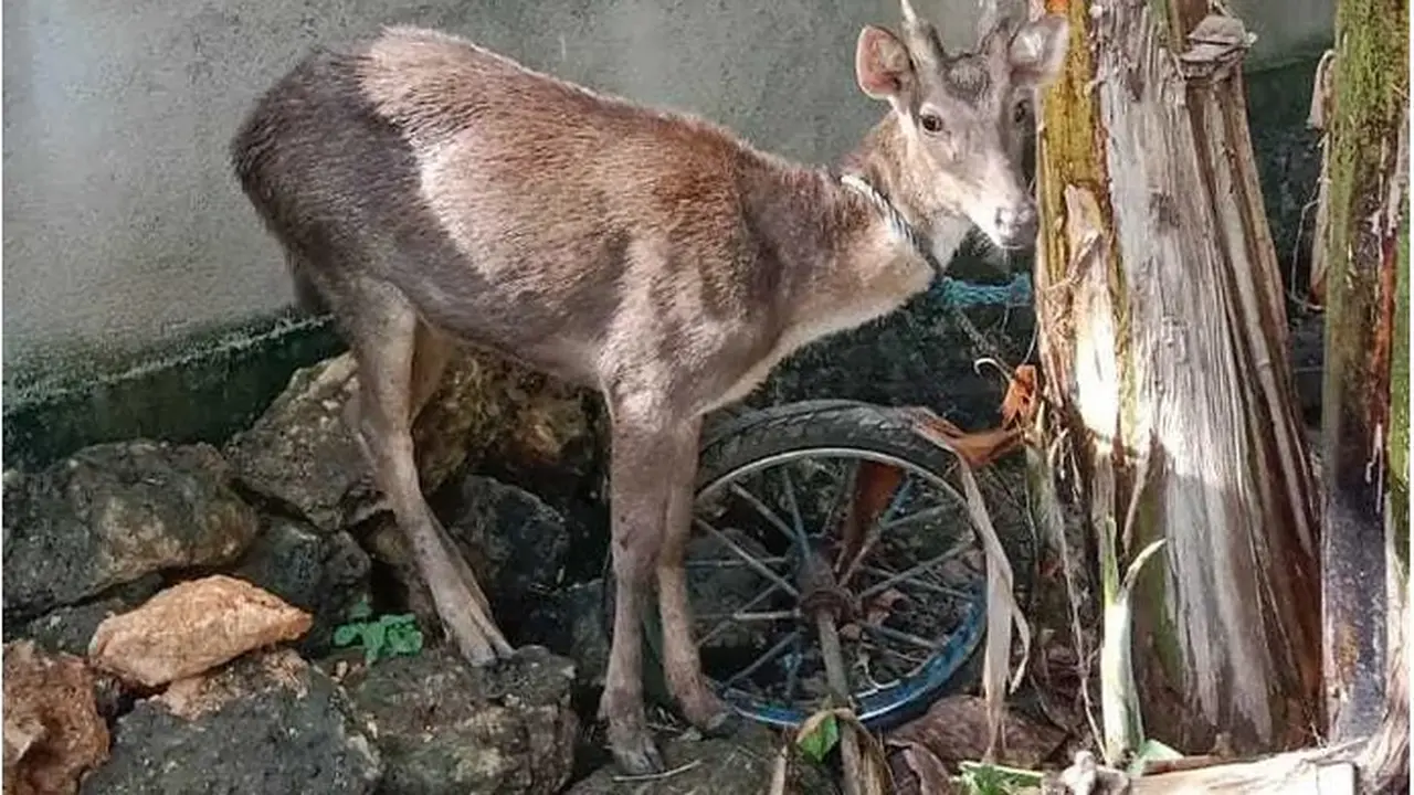 Rusa liar yang berhasil dievakuasi warga