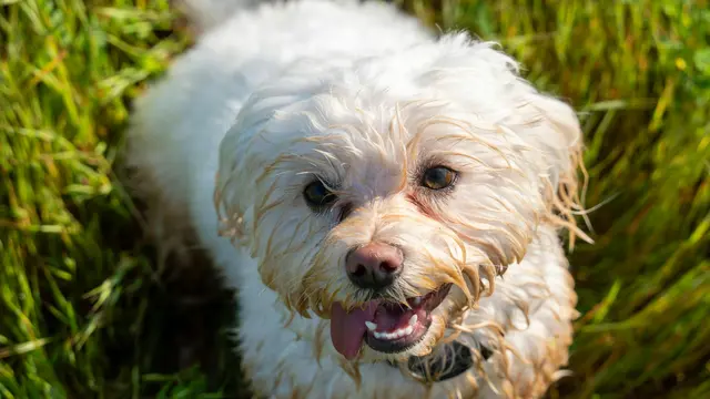 Jangan Biarkan Anabul di Tempat yang Panas