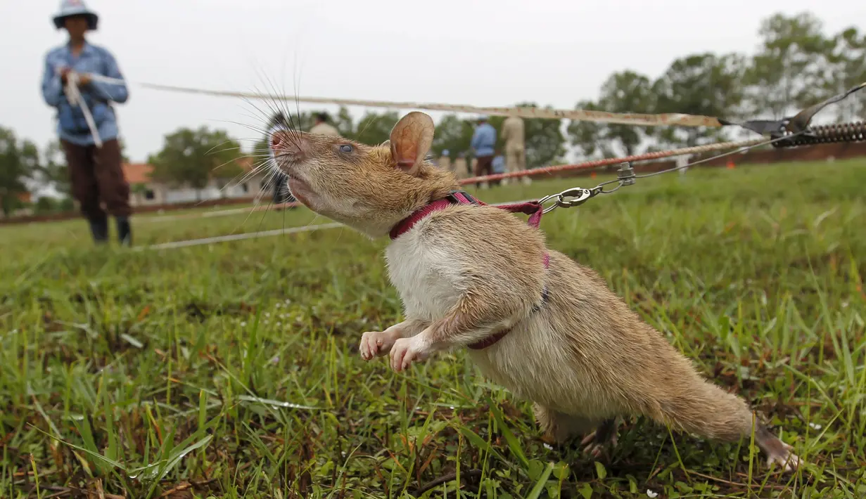 Seekor tikus saat mendeteksi keberadaan ranjau di Siem Reap, Kamboja (13/7/2015). Organisasi asal Belgia, APOPO mendatangkan tikus spesies Gambia dari Tanzania ke Kamboja untuk membersihkan ranjau sisa perang sipil 1970. (REUTERS/Samrang Pring)