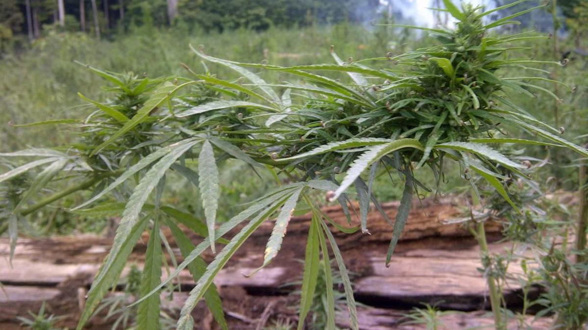 Kisah Petani Ganja di Aceh Berubah Haluan - News Liputan6.com