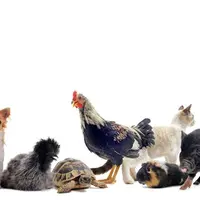 15 Hal Ini Ada di Pikiran Orang yang Memiliki Hewan Peliharaan