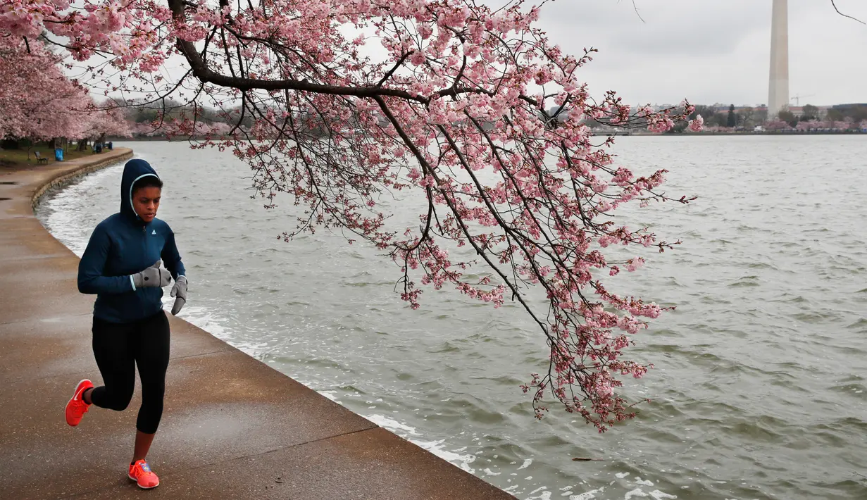 Seorang wanita berolahraga melintas di bawah pohon Sakura yang sedang mekar di Washington (4/2). Keindahan pohon Sakura saat bunganya bermekaran ini menjadi daya tarik wisatawan. (AP Photo/Jacquelyn Martin)