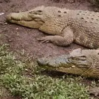 kata siapa buaya tak setia. Penelitian membuktikan buaya mayoritas setia. (foto: istimewa)