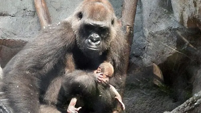 Photo: Copyright dailymail.co.uk