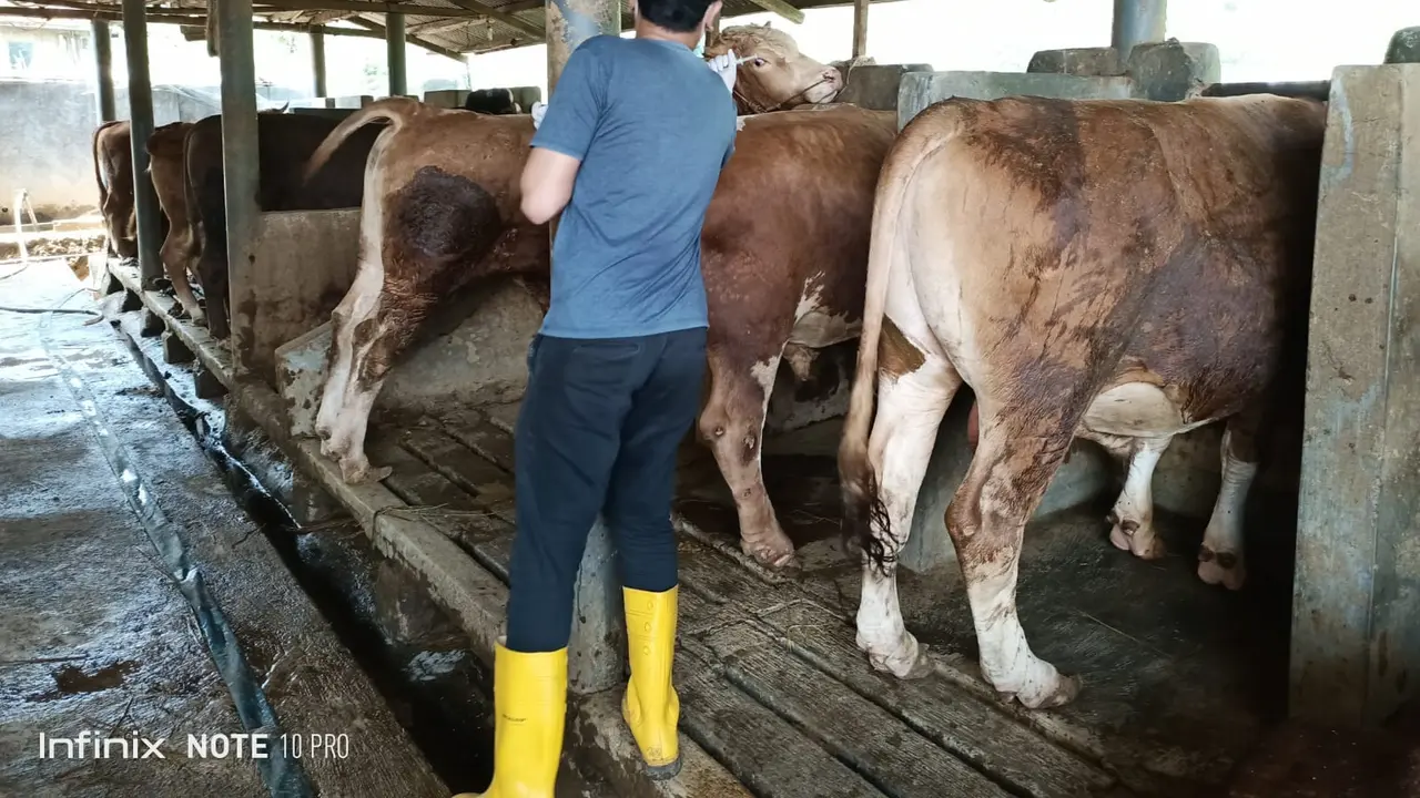 Petugas kesehatan hewan Dinas Perikanan dan Peternakan (Diskanak) Garut tengah melakukan pemeriksaan kesehatan di kalangan peternak sapi di Garut menjelang Iduladha 1444 H/2023. (Liputan6.com/Jayadi Supriadin)