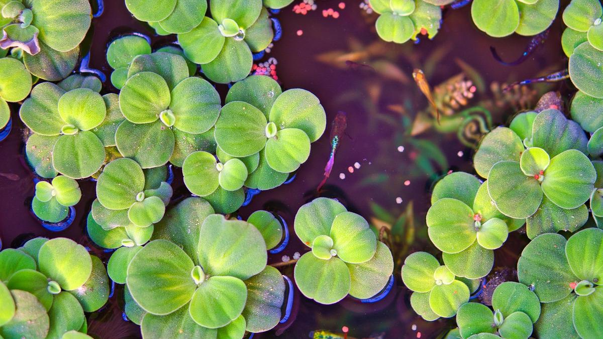 Panduan Merawat Eceng Gondok di Kolam Ikan agar Tidak Menutup Permukaan Air