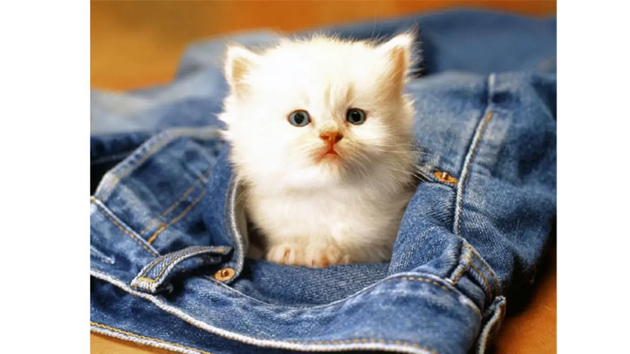 Kelakuan Kucing