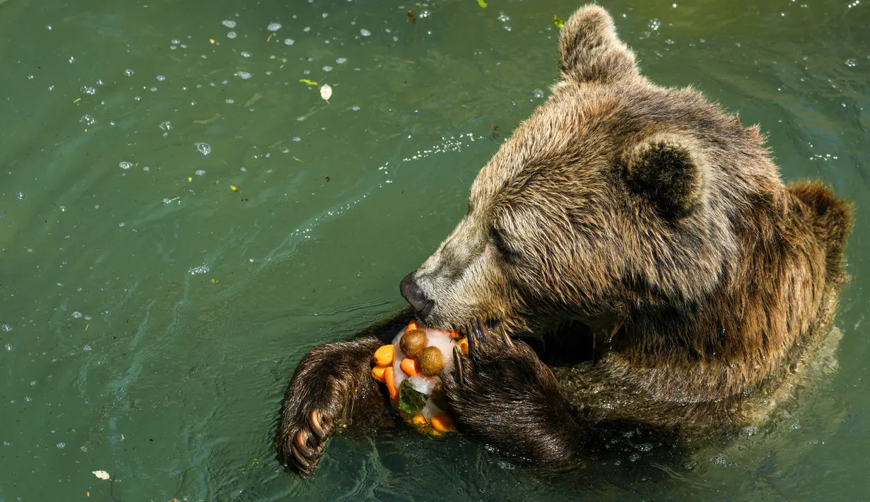 <p>Seekor beruang coklat Eurasia memakan es buah pada hari yang panas di Bioparco di Roma, Italia, Selasa (19/7/2022). Penjaga kebun binatang di Bioparco sering memberi hewan es balok dengan buah atau daging di dalamnya pada hari-hari musim panas. (AP Photo/Andrew Medichini)</p>